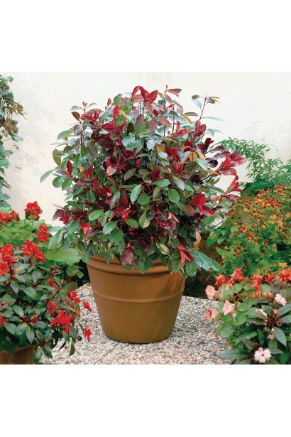 Photinia  fraseri Red Robin купити